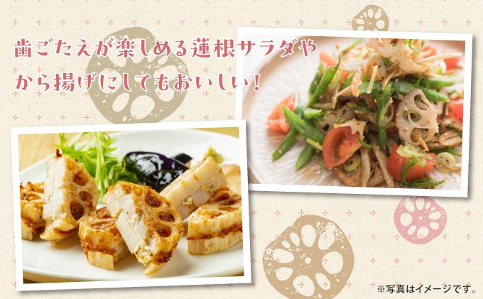 琉球蓮根 1kg 自然栽培 農薬 科学肥料 不使用 NATURAL TONE | 沖縄県 宜野湾市 | シャキシャキおいしい