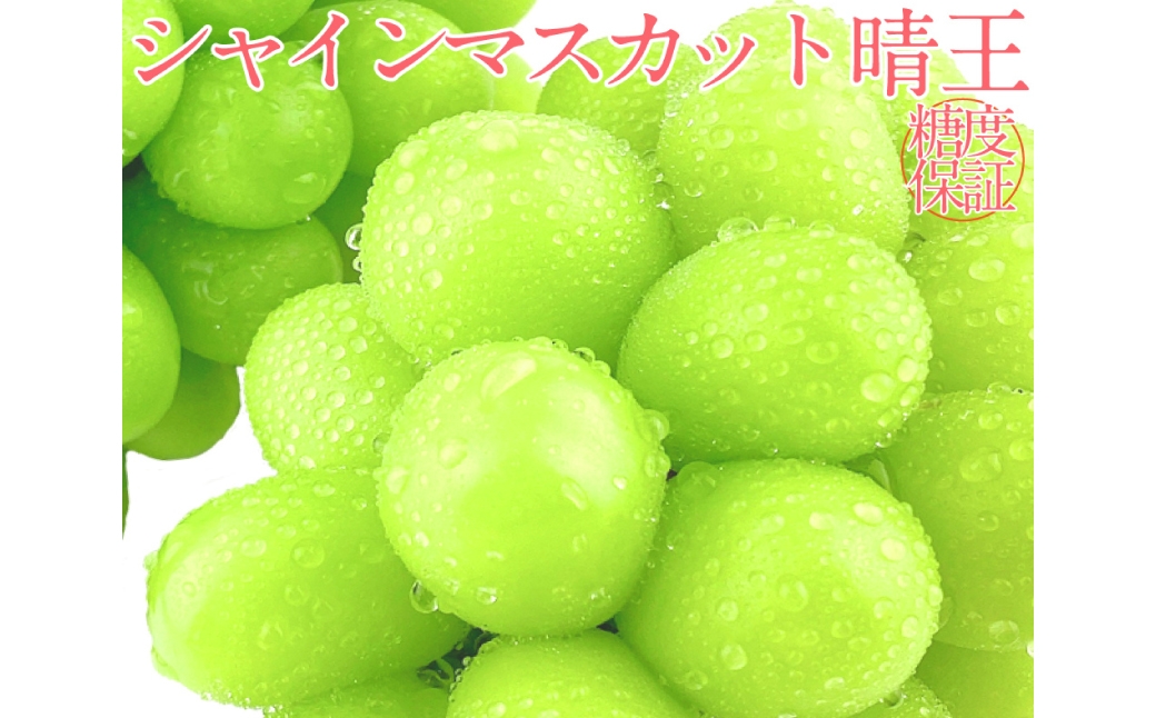 シャインマスカット 晴王 2房 約1.2kg 4回 定期便