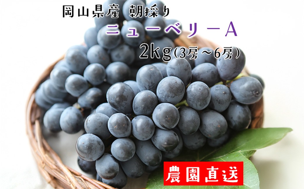 朝採りニューベリーA 約2kg