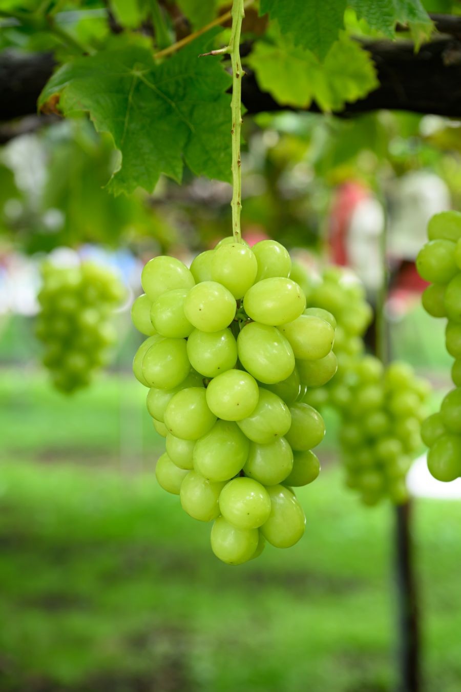 シャインマスカット