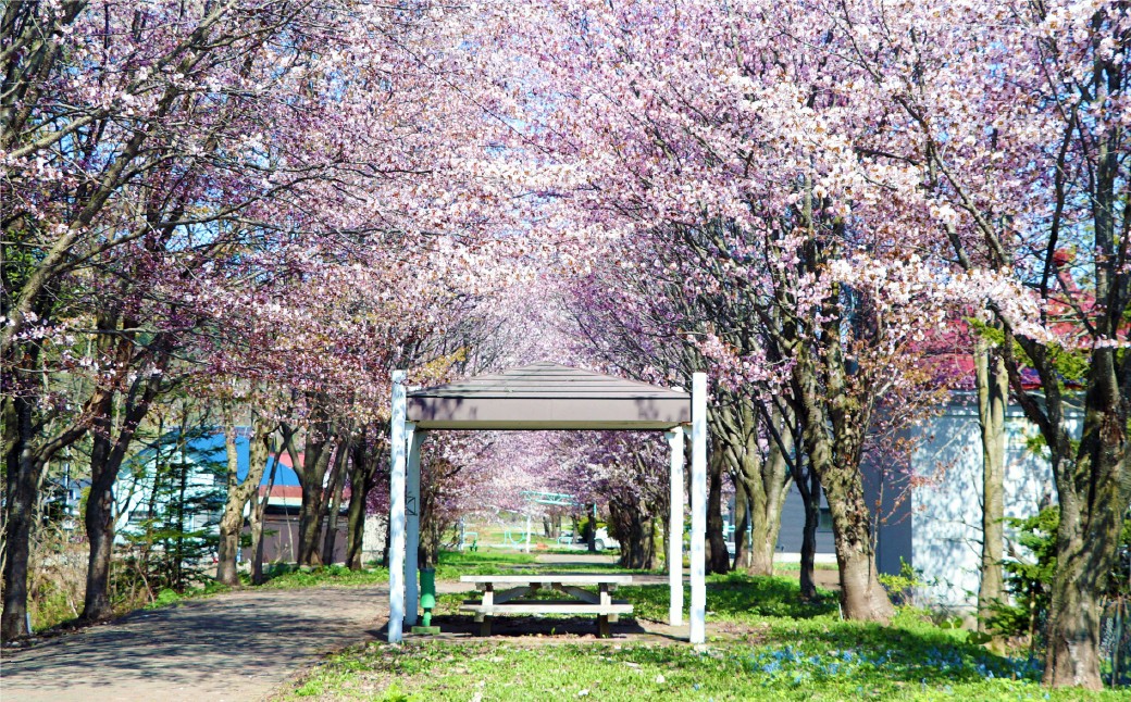 愛別町への寄附500,000円（返礼品はありません）