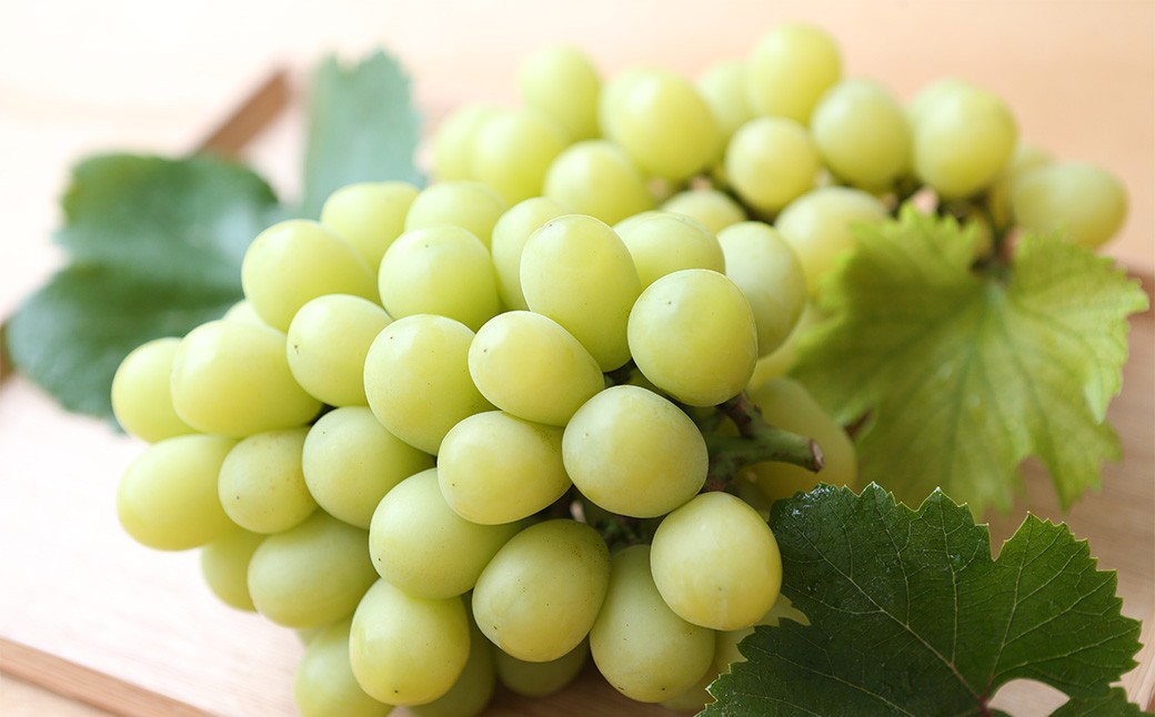 朝採りシャインマスカット＆ニューピオーネ 約1kg