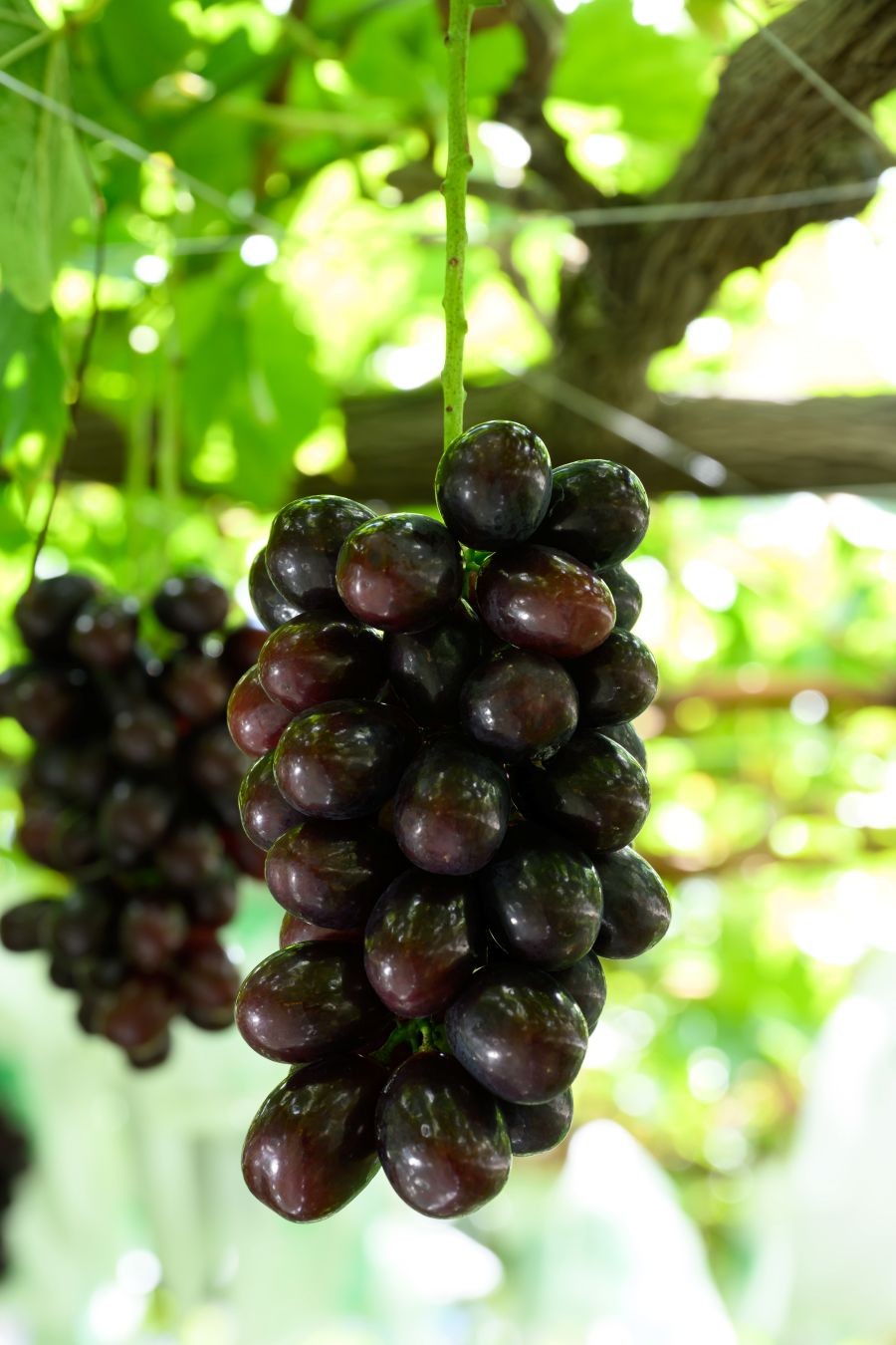 ナガノパープル