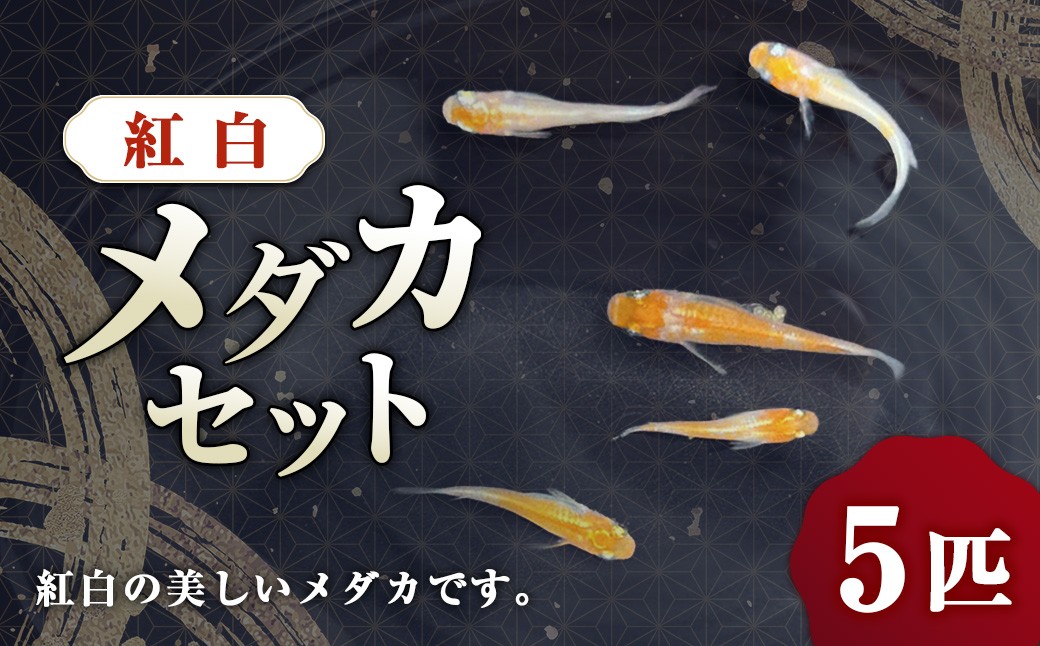 紅白メダカ 5匹セット