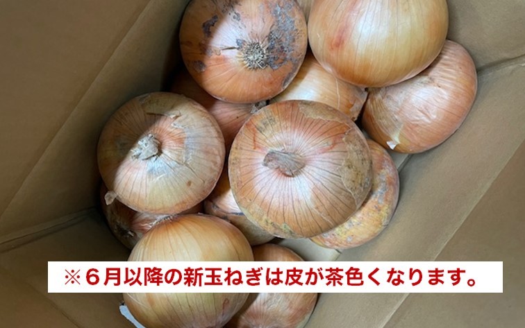 【Hope Will】新玉ねぎ　シャーロットオニオン 