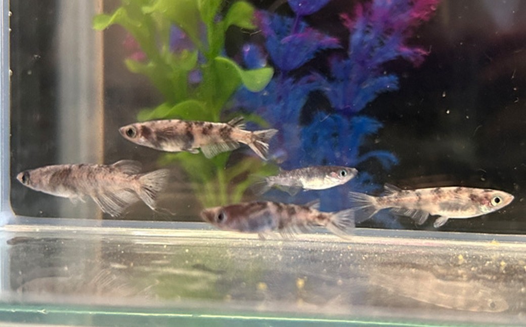 メダカ 和墨5匹セット