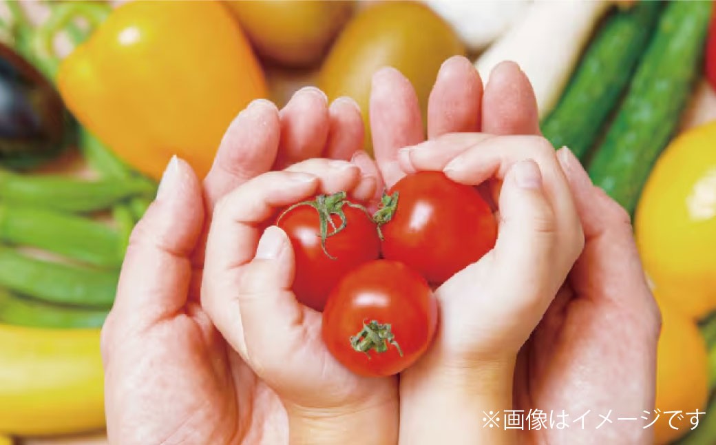 【令和7年度産】 熊本県（七城）産のお米と熊本県産の野菜ときのこ お米（5kg）・野菜＆きのこ（11～12品）