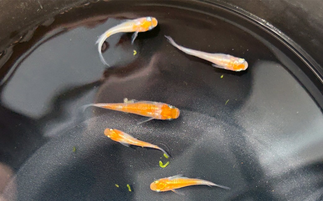 紅白メダカ 5匹セット