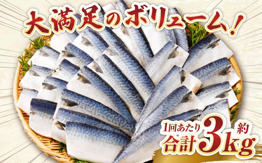 【6ヶ月定期便】【訳あり】国産 ふっくら 極み塩サバ 計約3kg