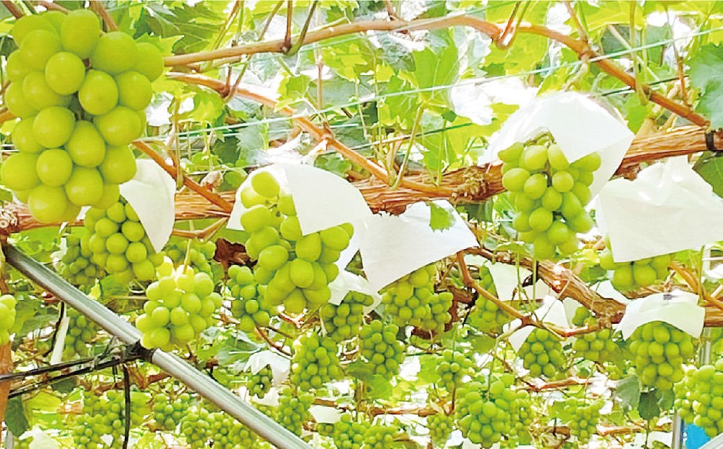 シャインマスカット 晴王 1房 約700g 4回 定期便