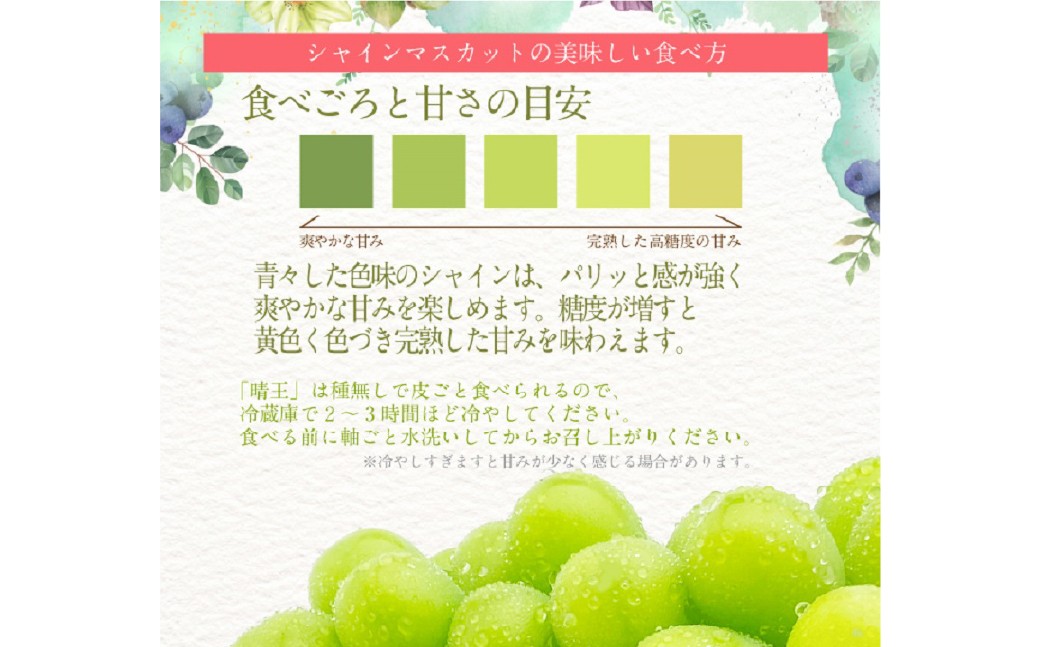 シャインマスカット 晴王 2房 約1.2kg 4回 定期便