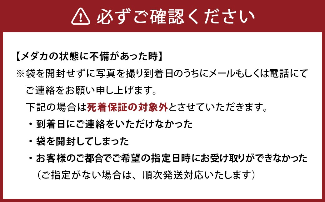 メダカ 和墨5匹セット