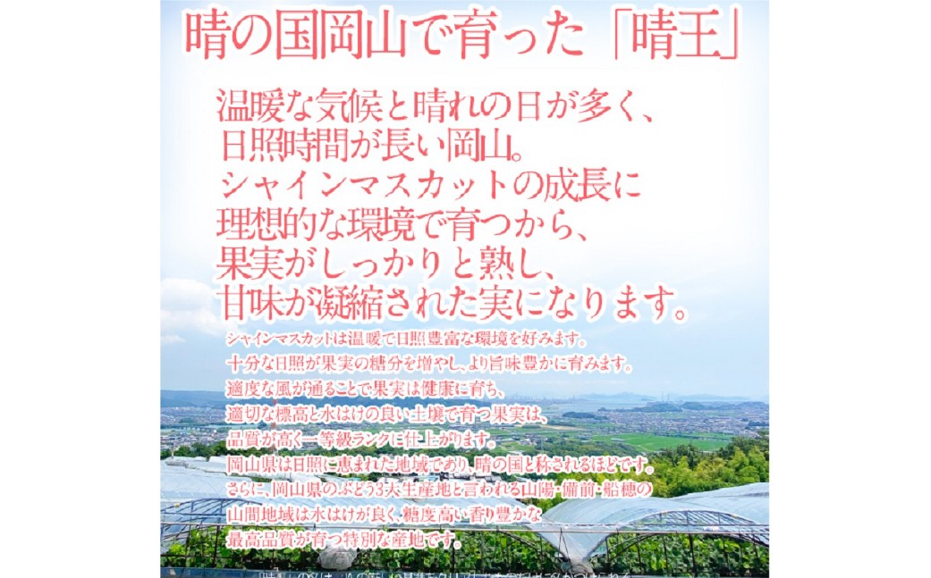 シャインマスカット 晴王 1房 約700g 4回 定期便