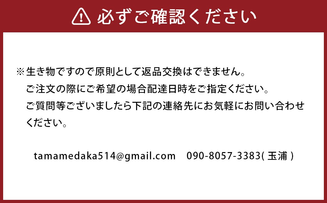 メダカ 和墨5匹セット