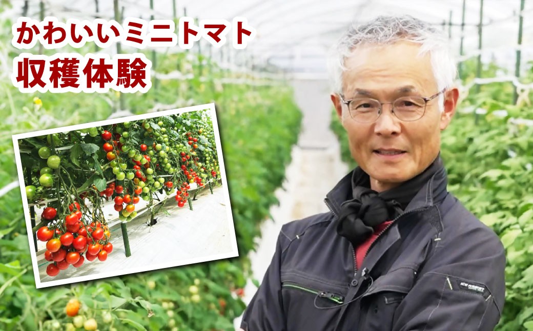 かわいいミニトマト収穫体験