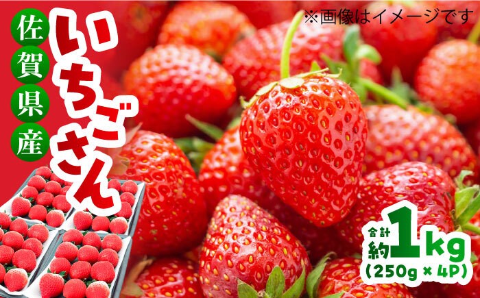 佐賀県産 いちごさん 計1kg以上(約250g×4P)いちご イチゴ 苺