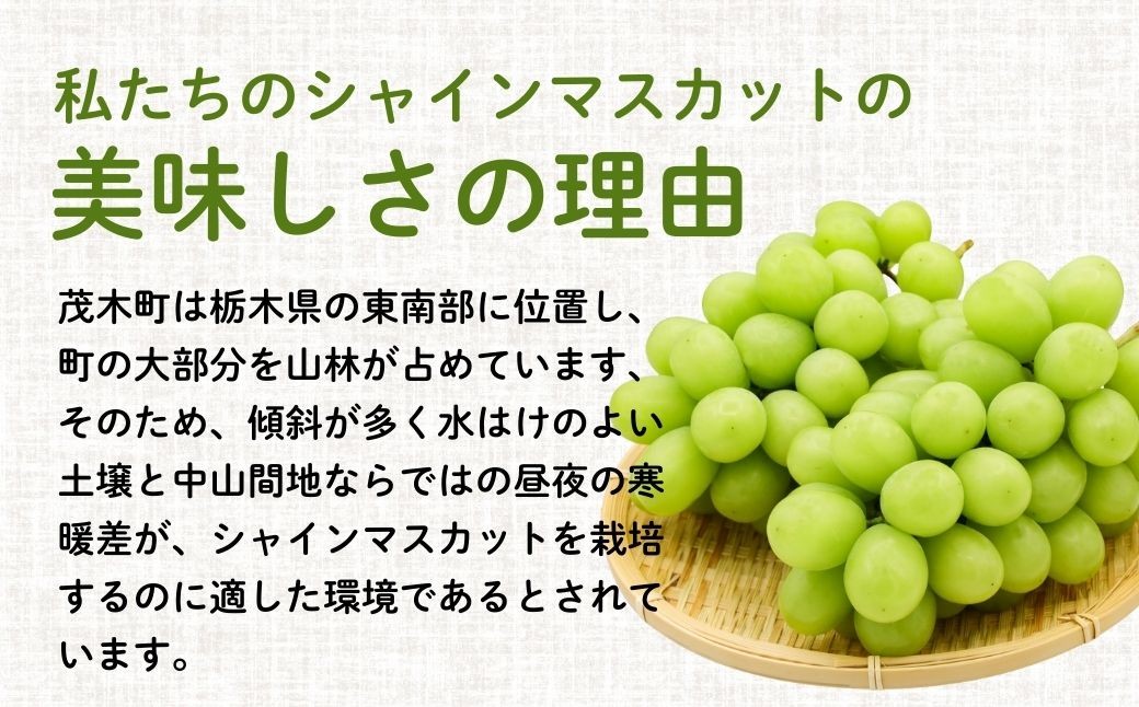 シャインマスカット しゃいんますかっと ぶどう 葡萄 ブドウ フルーツ 果物
