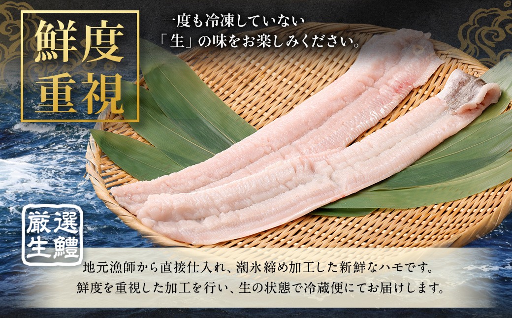 のぞみ水産 潮氷締め（野〆） 骨切り ピンク生鱧 約700g 寒ハモ