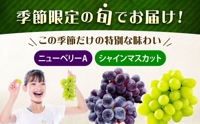 ぶどう食べ比べセット（ニューベリーA・シャインマスカット）