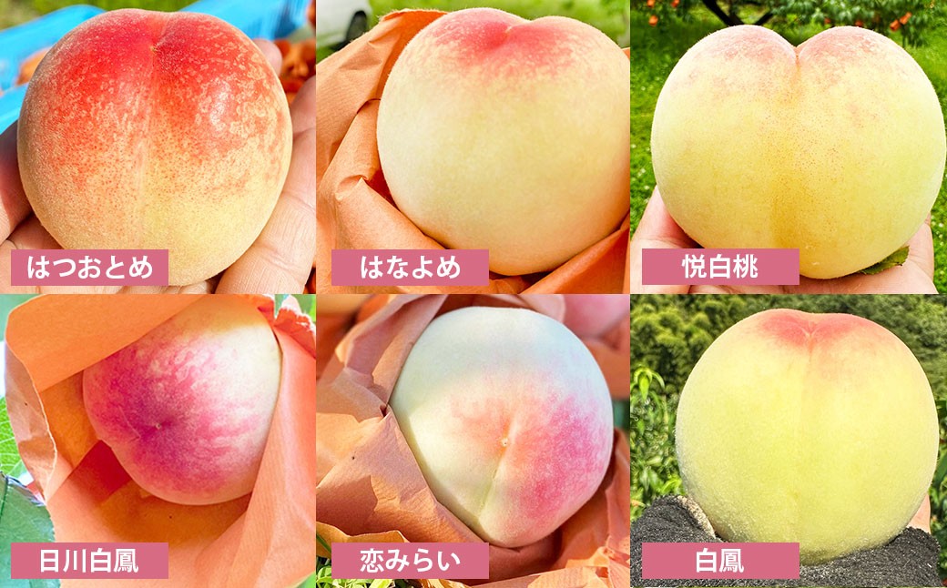 19種類の桃を育てる！ モモナピーチファームの桃 2.0kg（7～9玉）