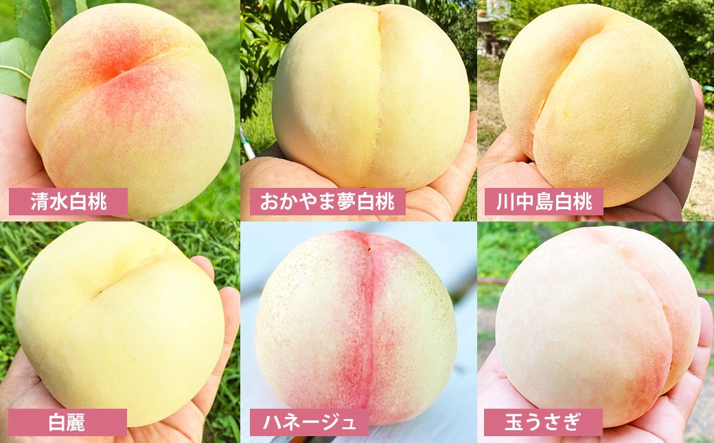 19種類の桃を育てる！ モモナピーチファームの桃 1.5kg（5～7玉）