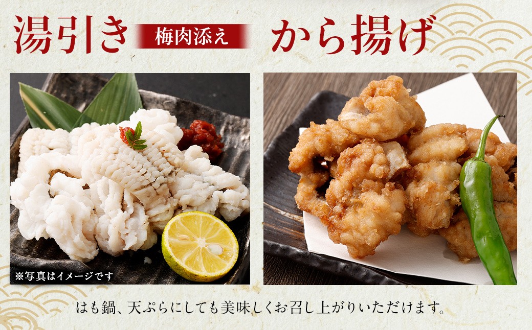 のぞみ水産 潮氷締め（野〆） 骨切り ピンク生鱧 約500g 寒ハモ