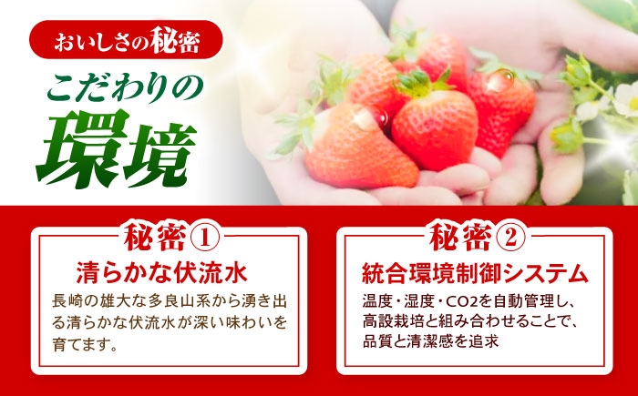 訳あり 訳あり商品 訳あり果物 果物訳あり 果物 フルーツ いちご イチゴ 苺 ストロベリー ベリー 冷凍 フローズン