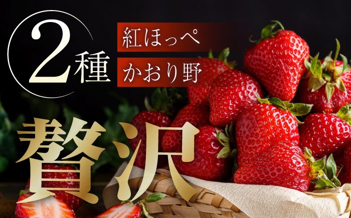 【紅ほっぺ・かおり野】2パックセット