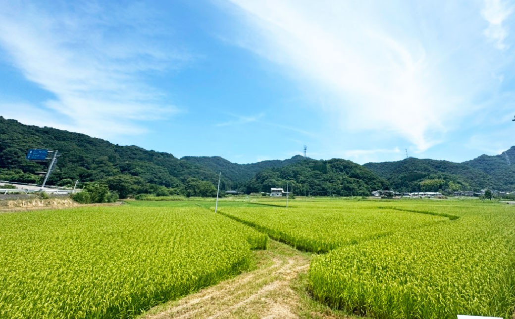 上天草早期米 玄米 30kg