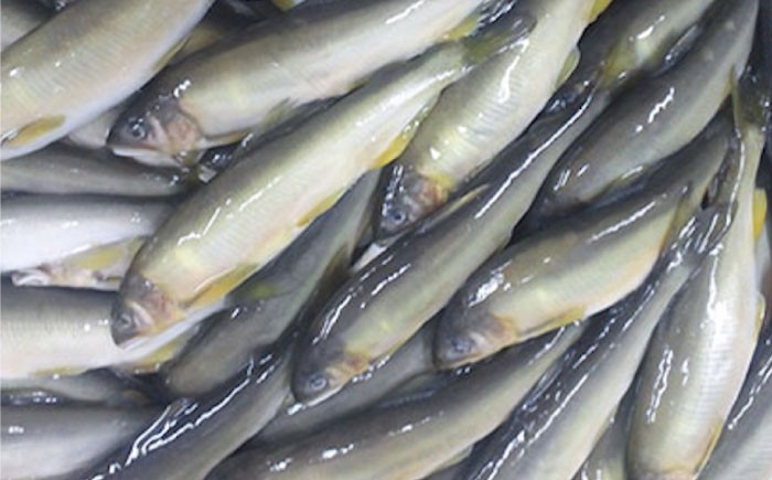 備後府中名産 鮎 あゆ アユ 甘露煮 和食 惣菜 常温 ギフト プレゼント