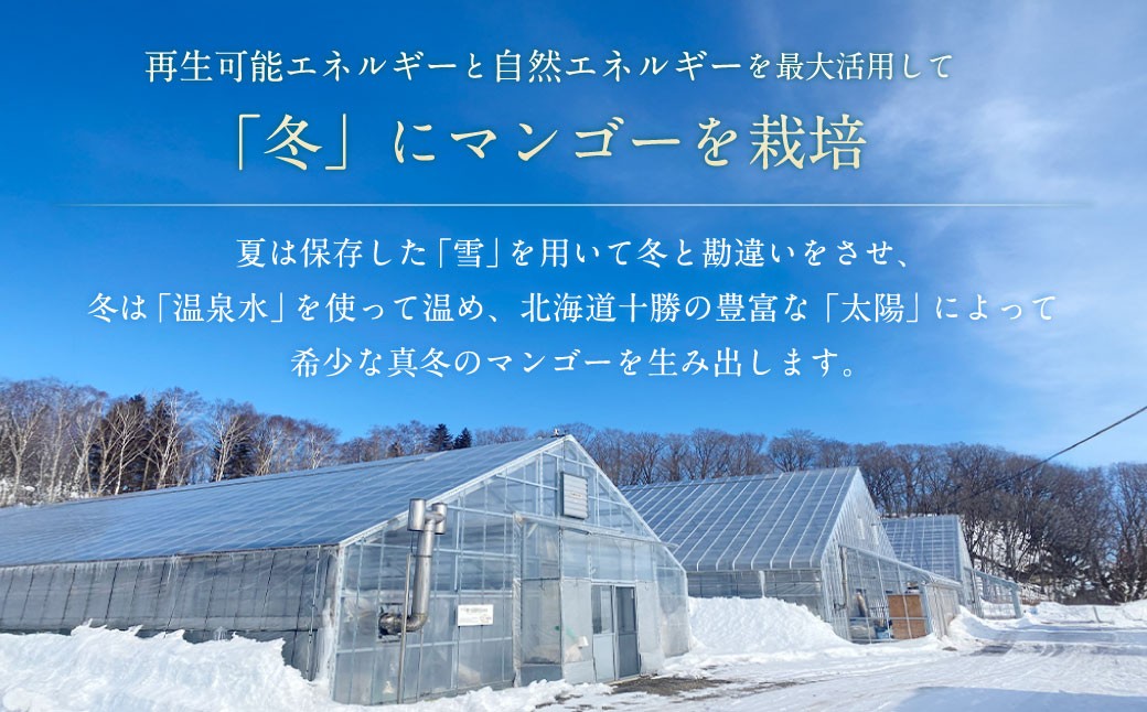 ［先行受付］おとふけ産マンゴー「白銀の太陽」4Lサイズ×2玉【D27】《2025年11月上旬より発送開始予定》