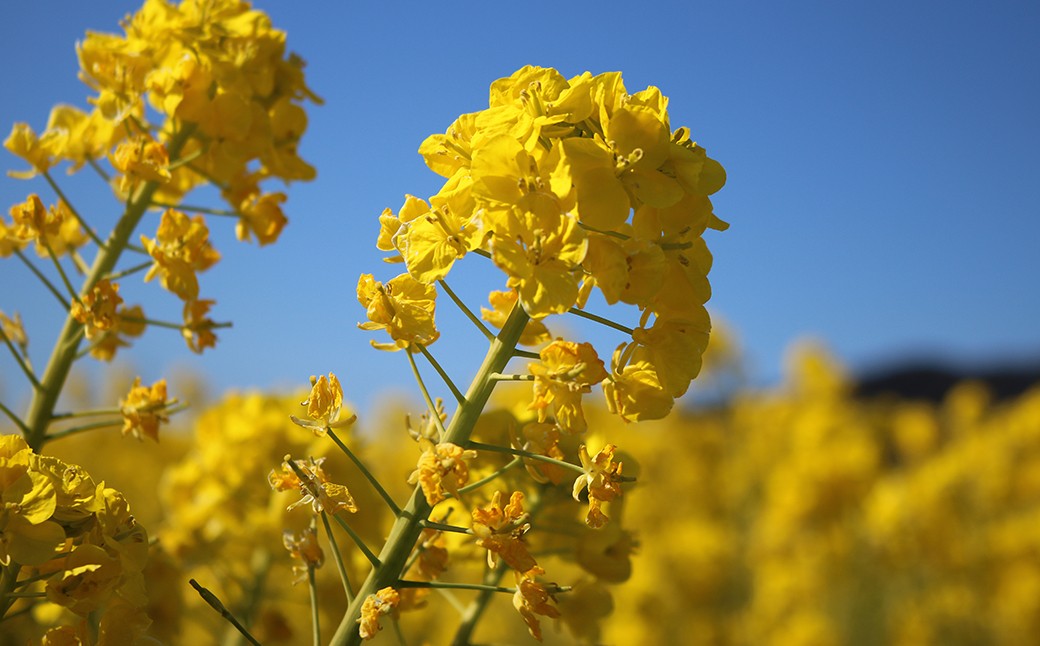 鴨川は冬も暖かく、路地のいたるところに菜の花が咲いています！
