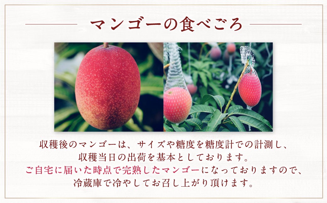 ［先行受付］おとふけ産マンゴー「白銀の太陽」2Lサイズ×2玉【D22】《2025年11月上旬より発送開始予定》