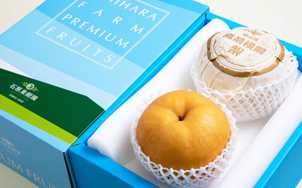 備前横綱梨 （あたご梨） 超大玉 2玉 約1kg～1.4kg 贈答箱