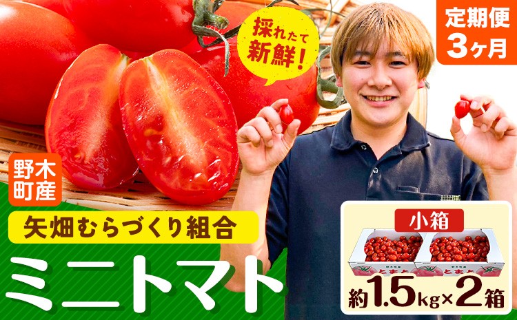 ※生産状況により、写真とは別の品種のミニトマトとなる場合がございます。