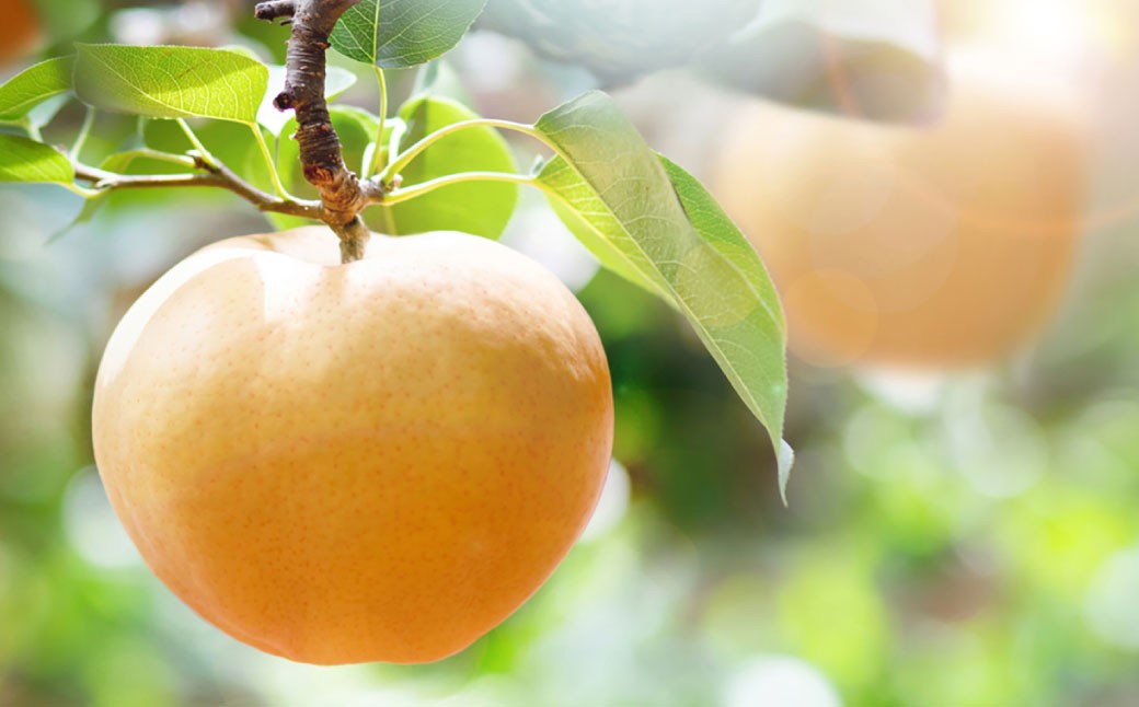 備前横綱梨 （あたご梨） 超大玉 2玉 約1kg～1.4kg 贈答箱