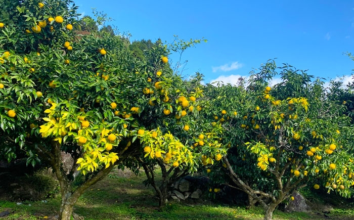 ようかん 羊羹 和菓子 柚子 ゆず 中元 手土産 お茶菓子 お菓子 和スイーツ 贈答 ギフト おすすめ 人気 岐阜県 恵那市