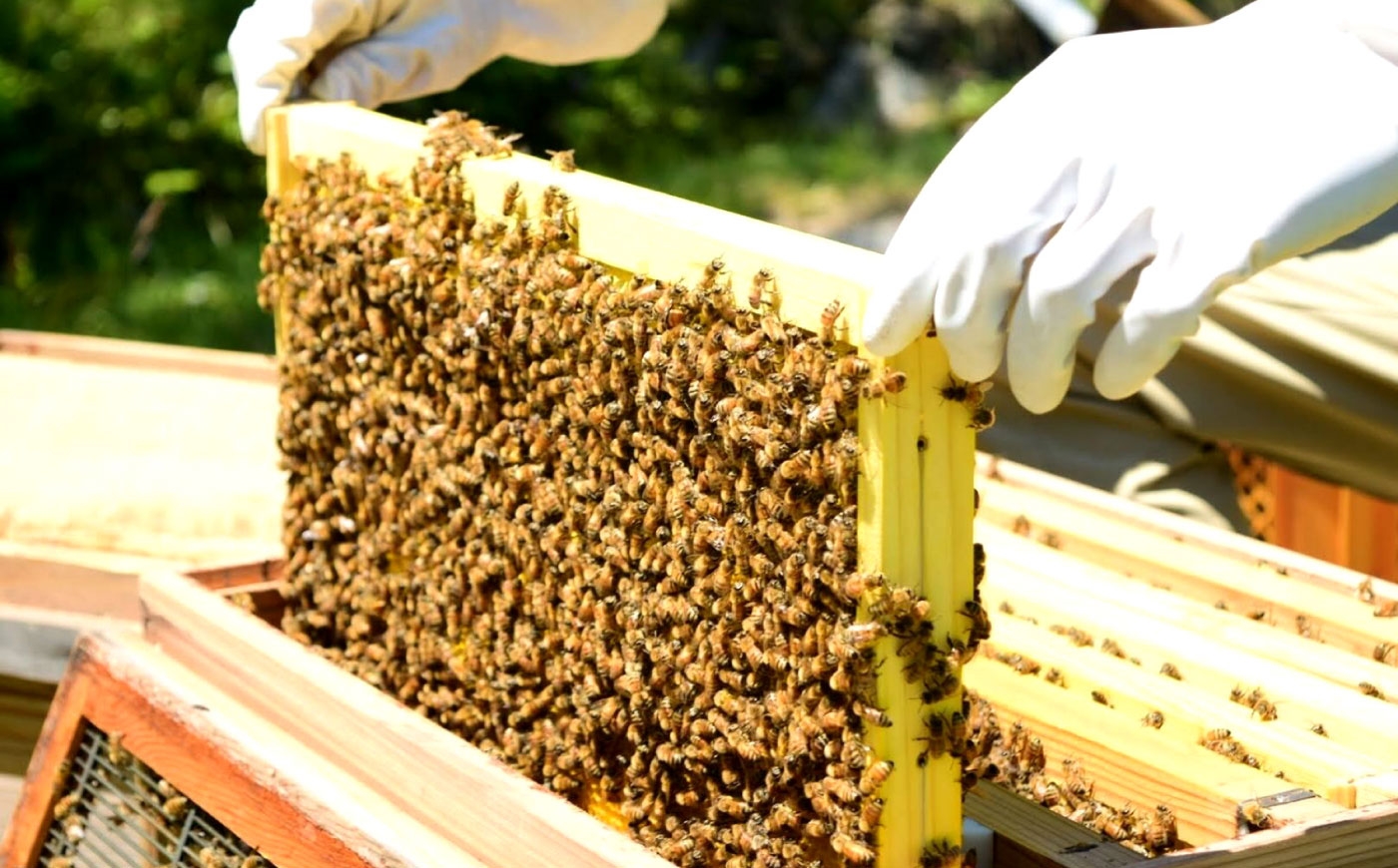 はちみつ 蜂蜜 ハチミツ ハニー 養蜂 朝食 トースト ヨーグルト 百花蜜 贈答 ギフト おすすめ 人気 岐阜県 恵那市