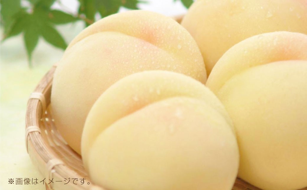 岡山県産白桃 4～6玉 約1.2kg