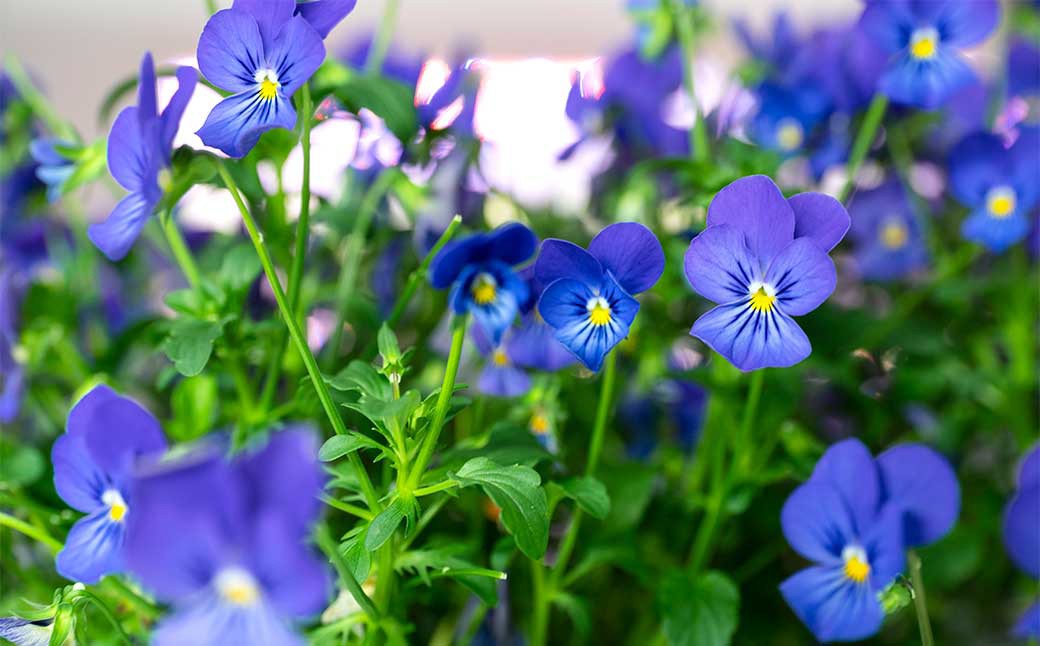 エディブルフラワービオラMIX（20輪入り）2種4パックセット