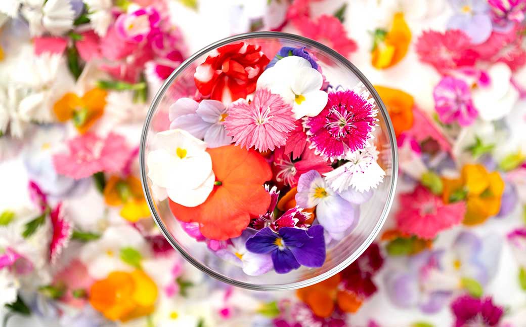 エディブルフラワー 生花MIX（20輪入り）5パックセット