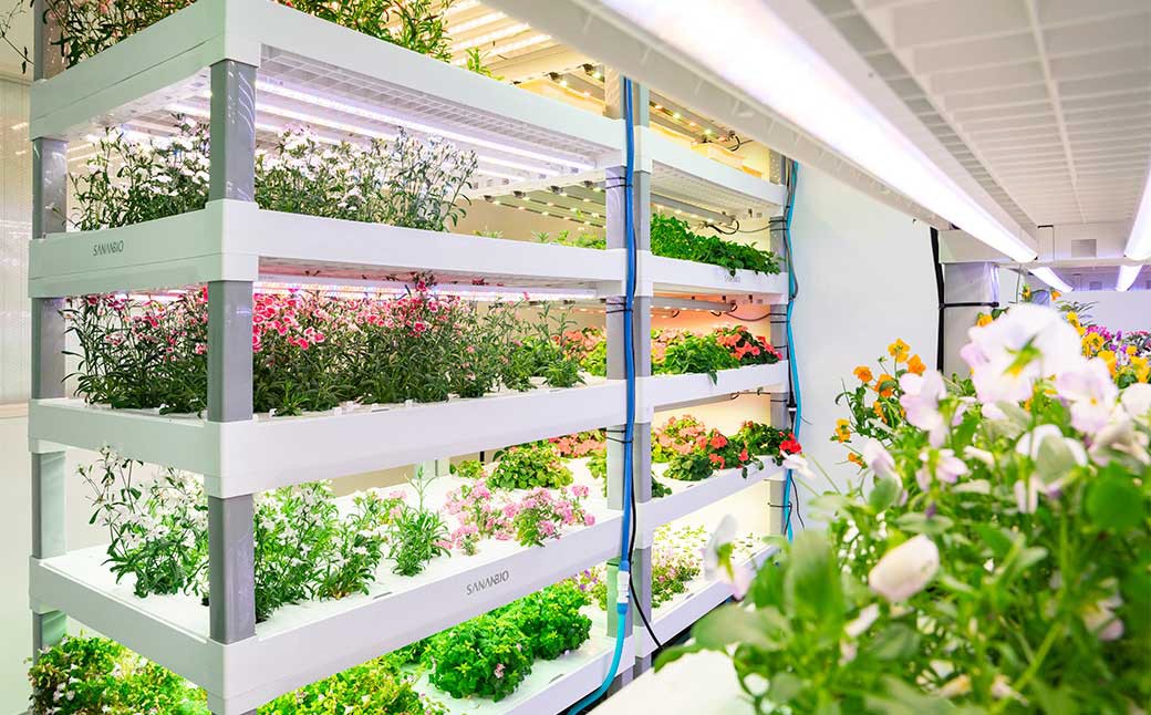 エディブルフラワービオラMIX（20輪入り）2種4パックセット