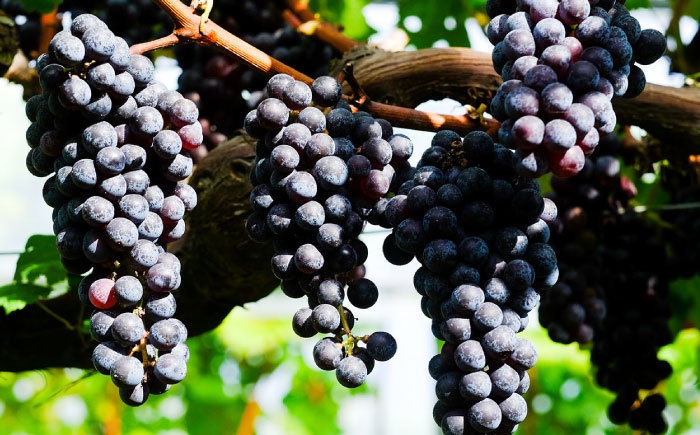 国産 ブドウ 葡萄 酒 アルコール わいん ロゼ 白ワイン シャルドネ