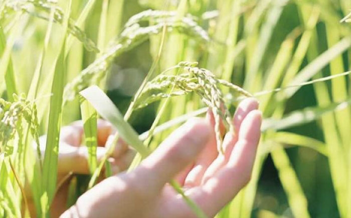 本格 カレースパイス レトルト カレーキット チキンカレー 手作り おすすめ