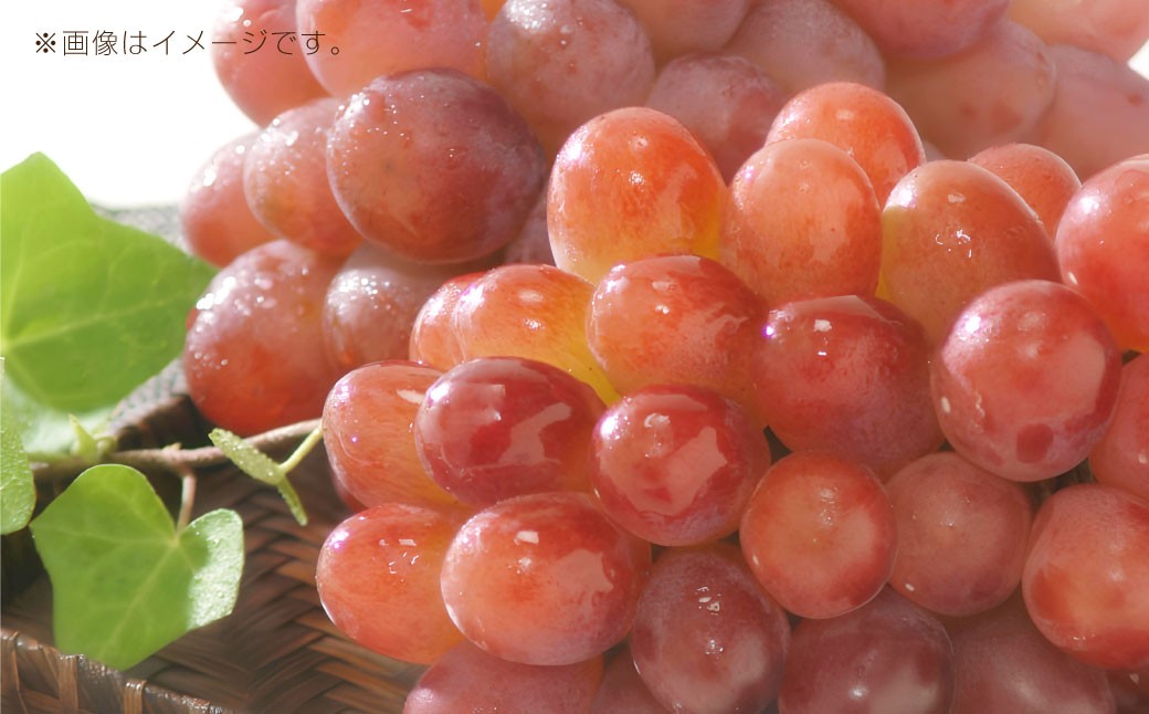 岡山県産 紫苑 1房（約600g）