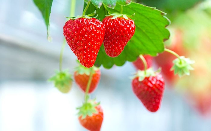 完全予約制！こだわり「紅ほっぺ」いちご狩り体験 割引券 チケット 利用券 いちご