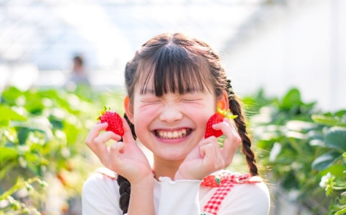 完全予約制！こだわり「紅ほっぺ」いちご狩り体験 割引券 チケット 利用券 いちご