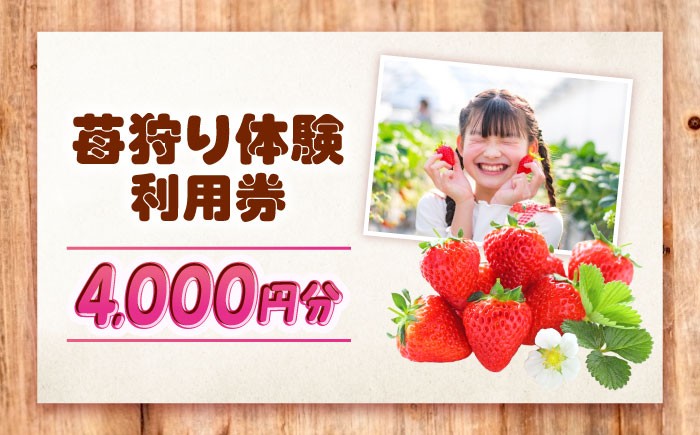完全予約制！こだわり「紅ほっぺ」いちご狩り体験 割引券 チケット 利用券 いちご