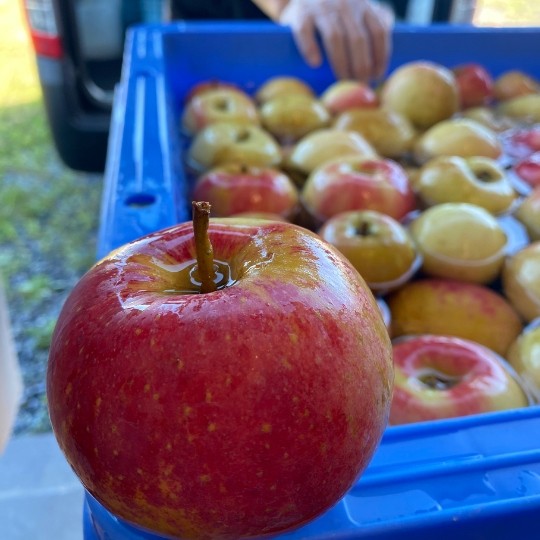 ダイナマイト林檎酒 3本セット | wine-dyna-2025