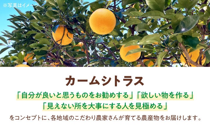 みかんジュース ストレート みかんジュース 100％ みかん 柑橘 ジュース 柑橘 ミカン 蜜柑 愛媛みかん 伊予柑 温州 